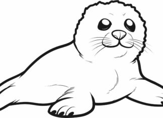 Leopard Seal Coloring Pages