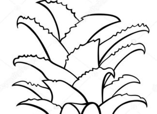 pineapple one of the fruits coloring book