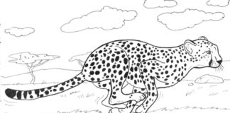 Gepard běží obrázek k vytisknutí