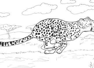 Cheetah runs printable picture