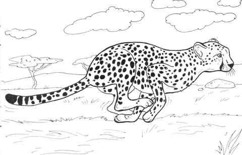 Gepard biegnie obrazek do drukowania