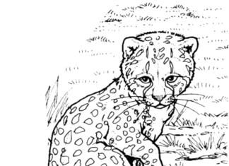 Imagen imprimible de un pequeño guepardo