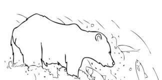 obrázek medvěda grizzlyho k vytištění