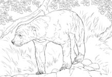 image à imprimer de l'ours malaisien