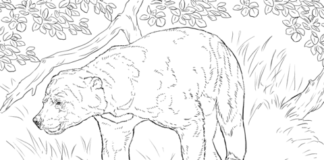 malajský medveď obrázok na vytlačenie