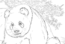 obrázok pandy na tlač