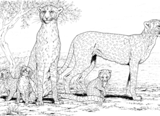 Rodzina gepardów obrazek do drukowania