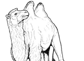 camello con dos jorobas foto para imprimir