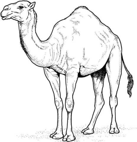 camelo árabe para impressão