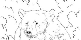 czarny niedźwiedź obrazek do drukowania