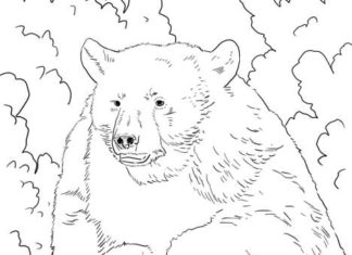 czarny niedźwiedź obrazek do drukowania