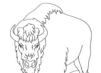 bison printable picture