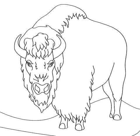 bison printable picture