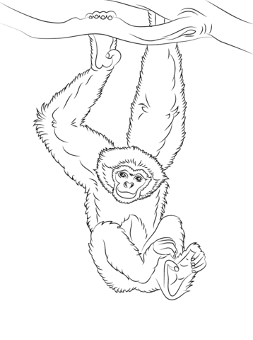 Gibbon Bild zum Ausdrucken