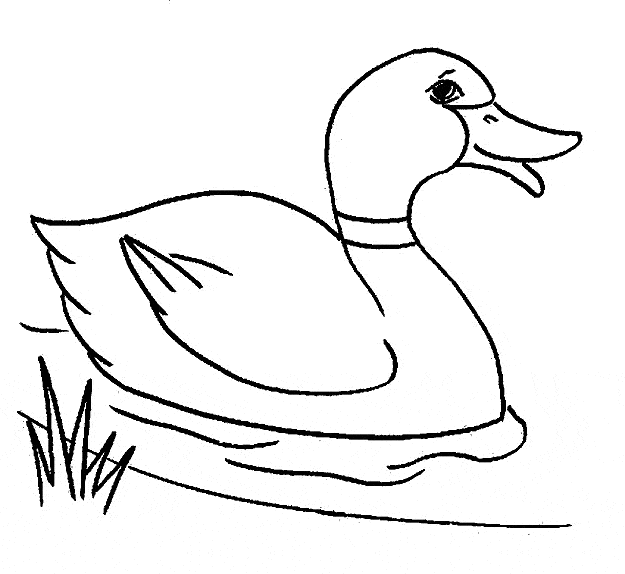 free duck coloring pages for kids