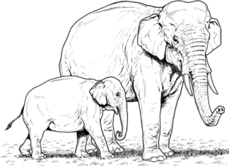 immagine elefante da stampare