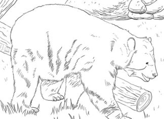 Immagine stampabile dell'orso andino