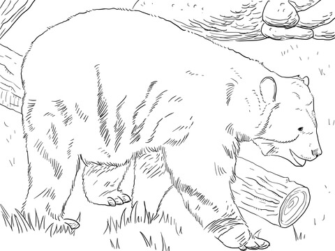Imagem de urso andino para impressão