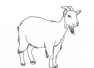 quiet goat printable picture