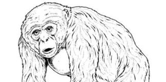 Schimpanse druckbares Bild