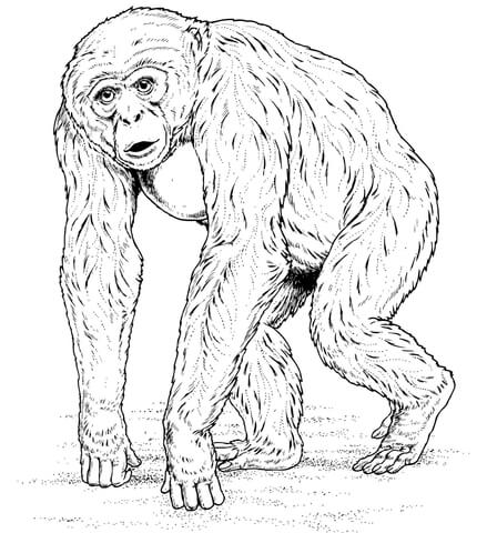 scimpanzé immagine stampabile