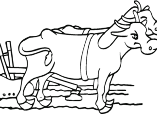 oxen printable picture