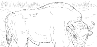 imagen imprimible del bisonte