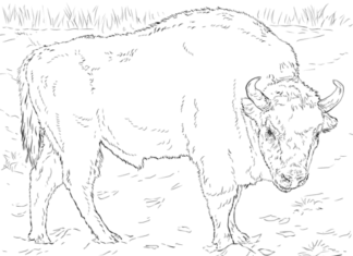 photo imprimable de bison