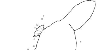 potápěčský zobák obrázek k vytištění