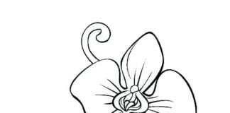 joaninha sobre uma flor