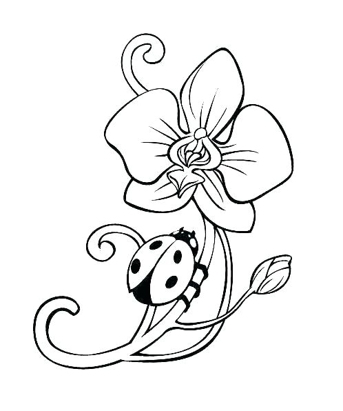 biedronka na kwiatku