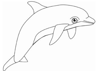 immagine delfino da stampare