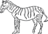 stor zebra som kan skrivas ut bild