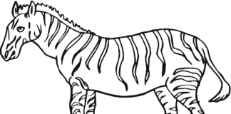 großes zebra druckbares bild