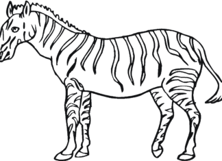 großes zebra druckbares bild