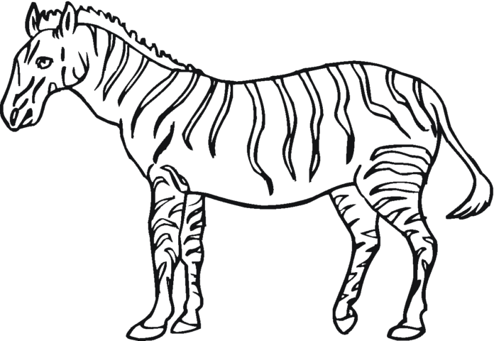 grande immagine stampabile zebra