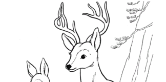 deer picture to print