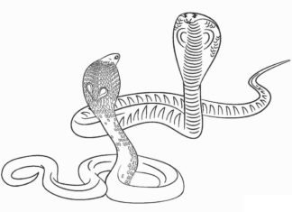 obrázok dvoch hadov na vytlačenie