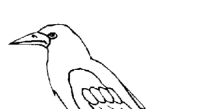immagine stampabile del corvo selvaggio