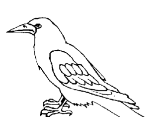 imagen imprimible de un cuervo salvaje