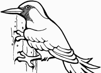 imagen imprimible de un pájaro carpintero