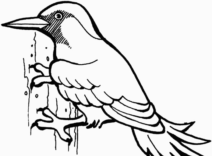 imagen imprimible de un pájaro carpintero