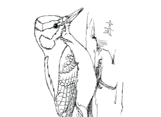 dibujo imprimible del pájaro carpintero