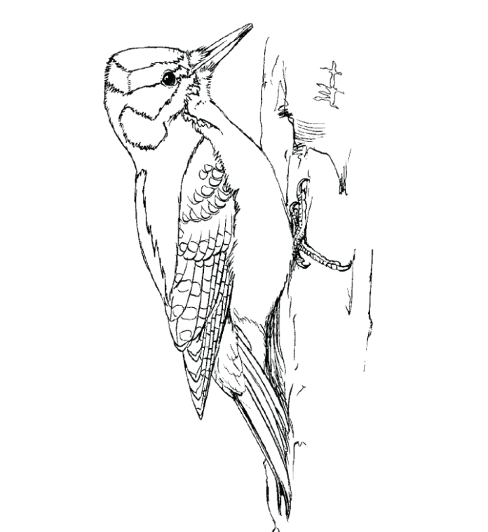 woodpecker printable drawing