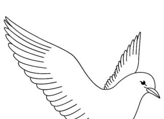 Poštový holub obrázok na vytlačenie