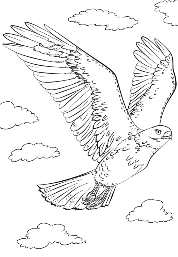 imagen imprimible de un halcón