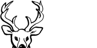 deer coloring picture