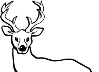 dibujo para colorear de un ciervo
