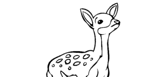 printable picture of a deer