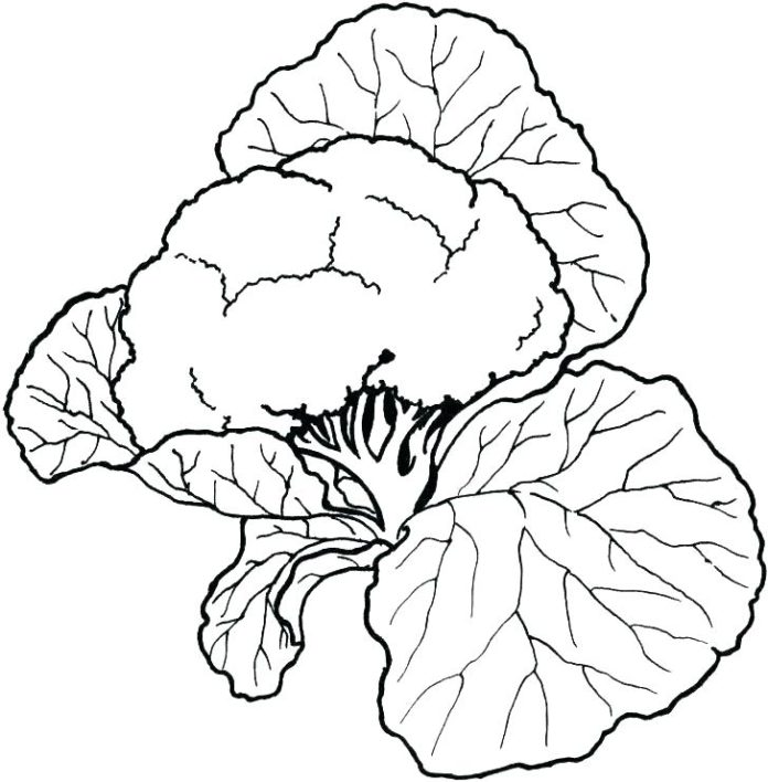 cauliflower printable picture